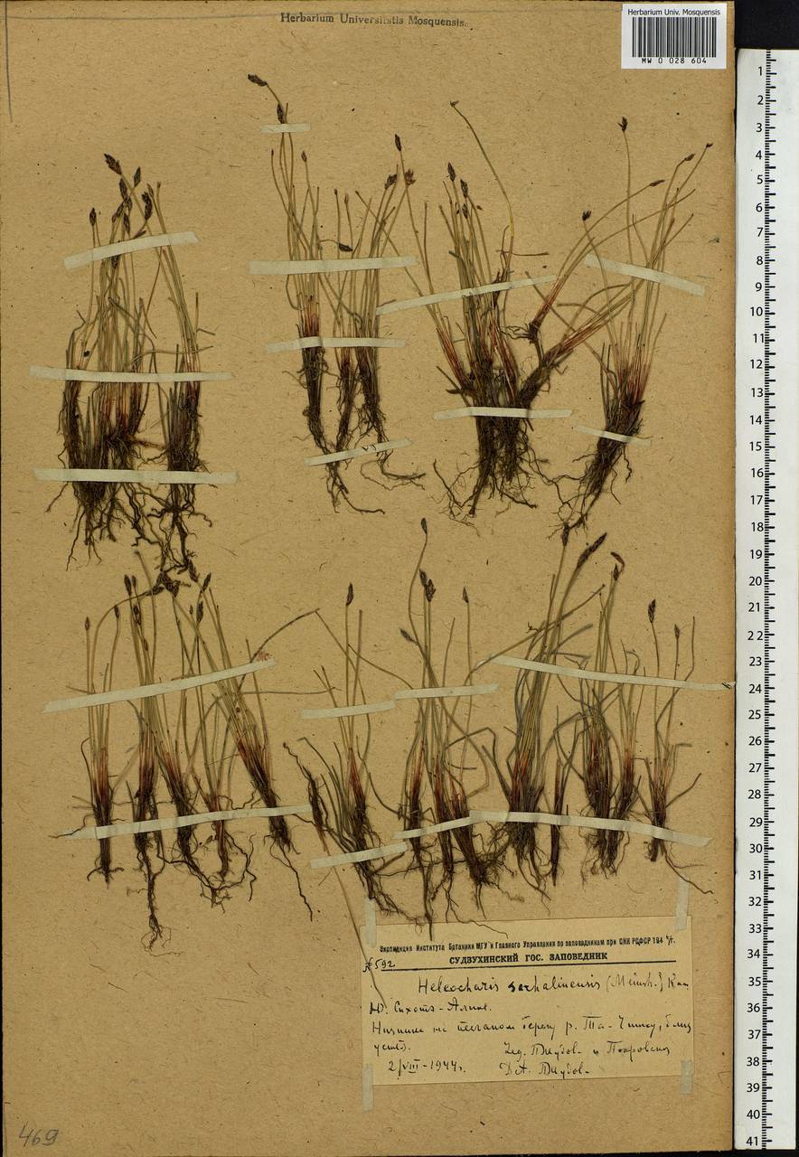 Eleocharis kamtschatica (C.A.Mey.) Kom., Siberia, Russian Far East (S6) (Russia)