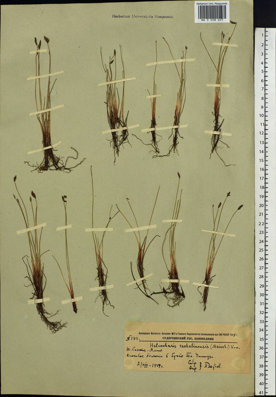 Eleocharis kamtschatica (C.A.Mey.) Kom., Siberia, Russian Far East (S6) (Russia)