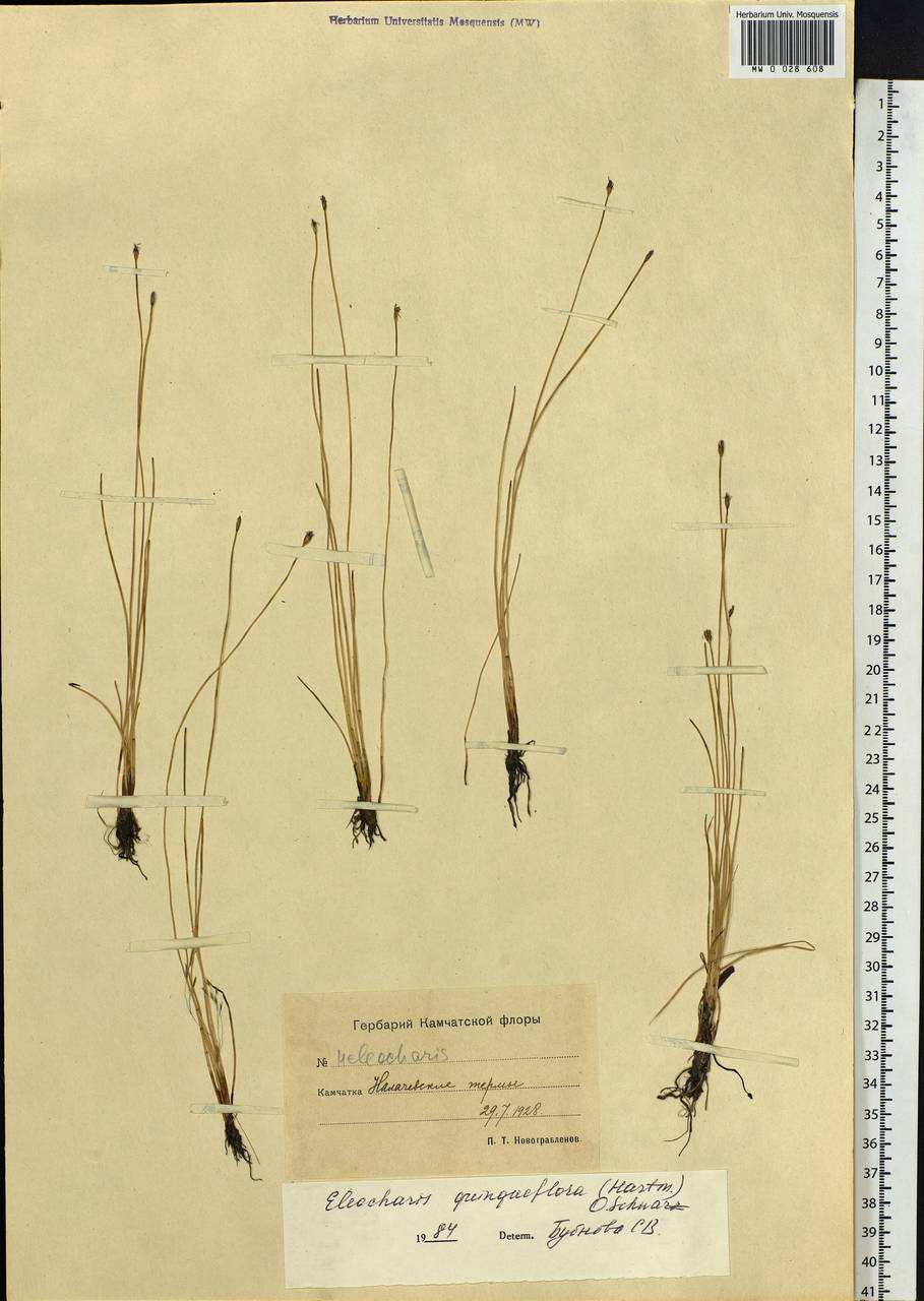 Eleocharis quinqueflora (Hartmann) O.Schwarz, Siberia, Chukotka & Kamchatka (S7) (Russia)