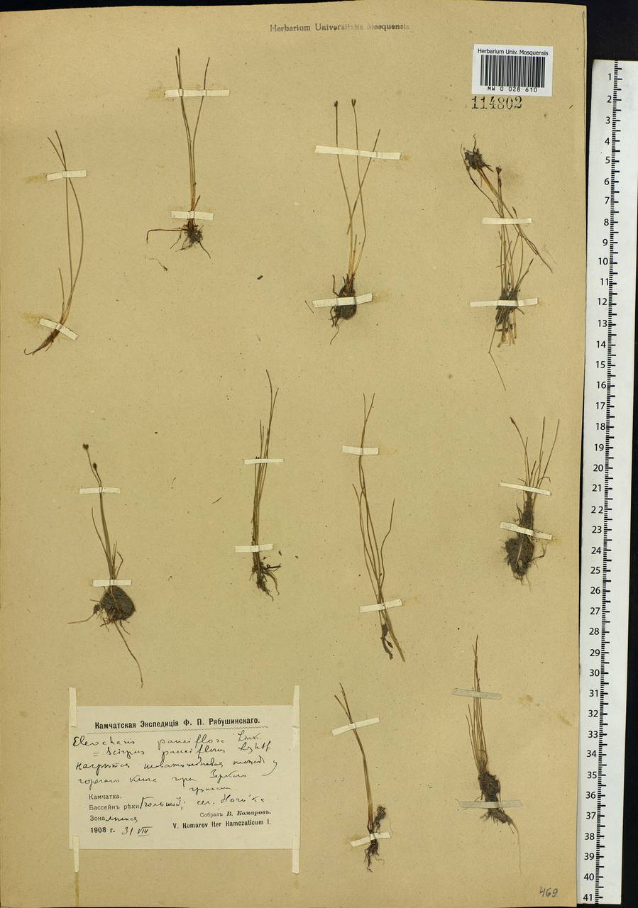 Eleocharis quinqueflora (Hartmann) O.Schwarz, Siberia, Chukotka & Kamchatka (S7) (Russia)