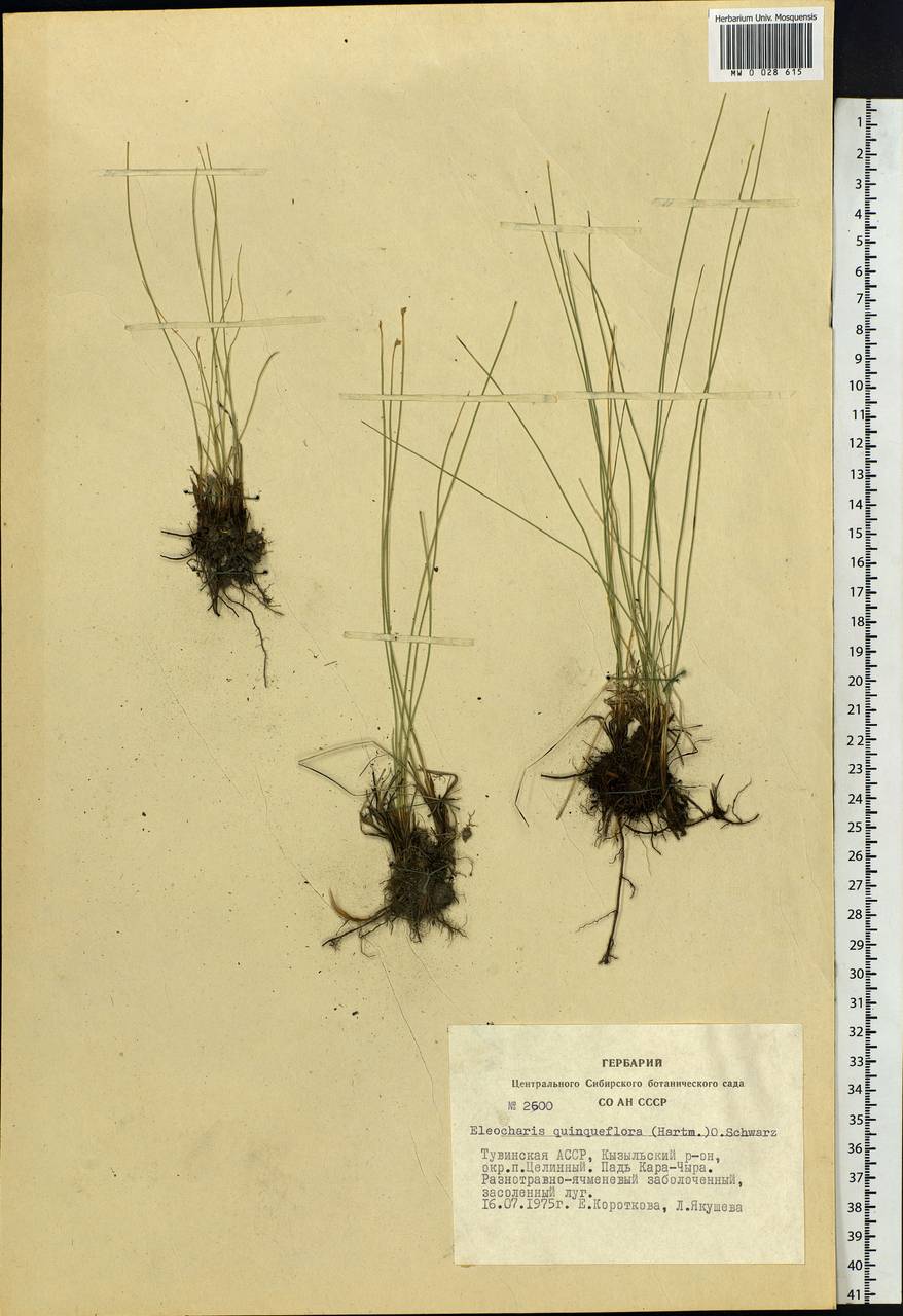 Eleocharis quinqueflora (Hartmann) O.Schwarz, Siberia, Altai & Sayany Mountains (S2) (Russia)