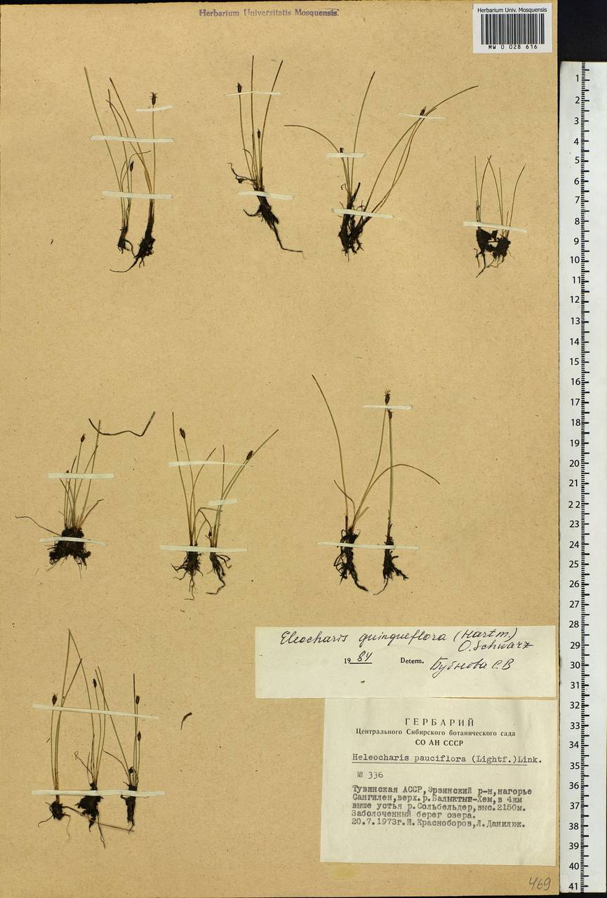 Eleocharis quinqueflora (Hartmann) O.Schwarz, Siberia, Altai & Sayany Mountains (S2) (Russia)