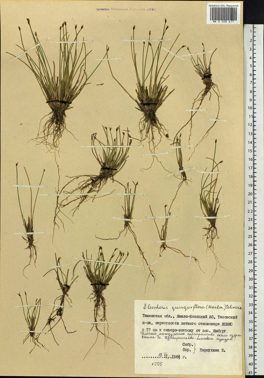 Eleocharis quinqueflora (Hartmann) O.Schwarz, Siberia, Western Siberia (S1) (Russia)