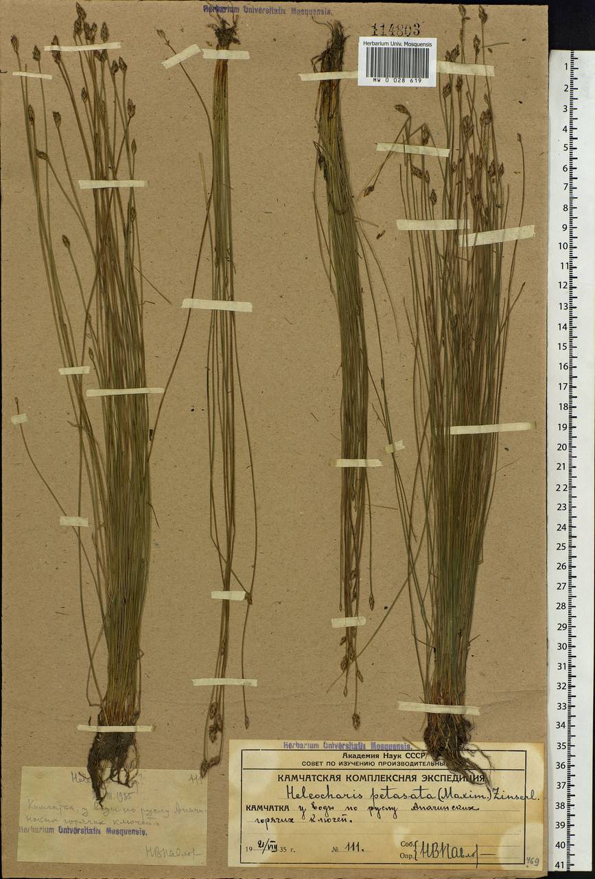 Eleocharis wichurae Boeckeler, Siberia, Chukotka & Kamchatka (S7) (Russia)