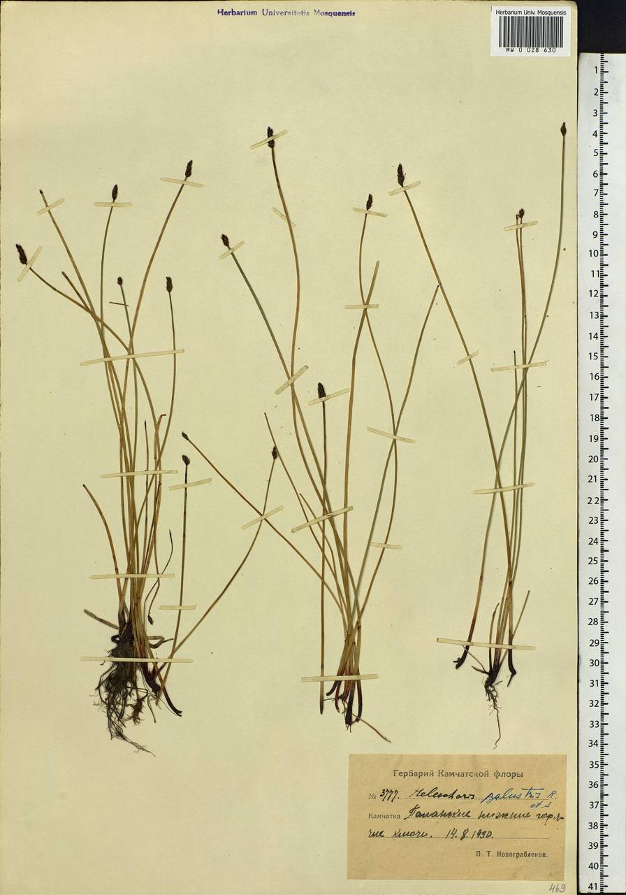 Eleocharis palustris (L.) Roem. & Schult., Siberia, Chukotka & Kamchatka (S7) (Russia)