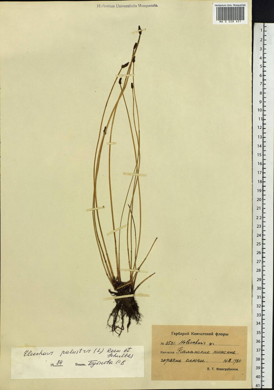 Eleocharis palustris (L.) Roem. & Schult., Siberia, Chukotka & Kamchatka (S7) (Russia)