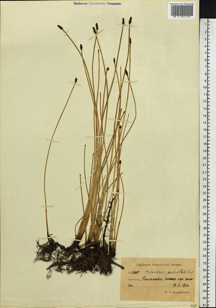 Eleocharis palustris (L.) Roem. & Schult., Siberia, Chukotka & Kamchatka (S7) (Russia)