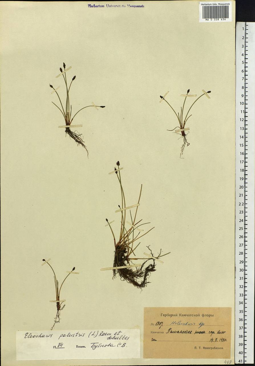 Eleocharis palustris (L.) Roem. & Schult., Siberia, Chukotka & Kamchatka (S7) (Russia)