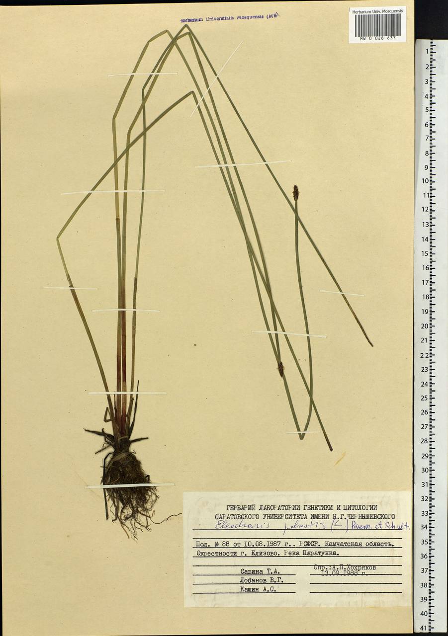 Eleocharis palustris (L.) Roem. & Schult., Siberia, Chukotka & Kamchatka (S7) (Russia)