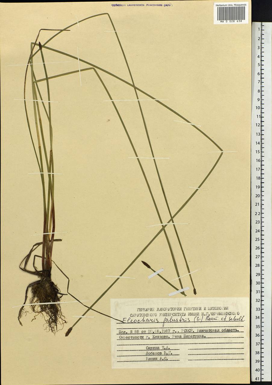 Eleocharis palustris (L.) Roem. & Schult., Siberia, Chukotka & Kamchatka (S7) (Russia)