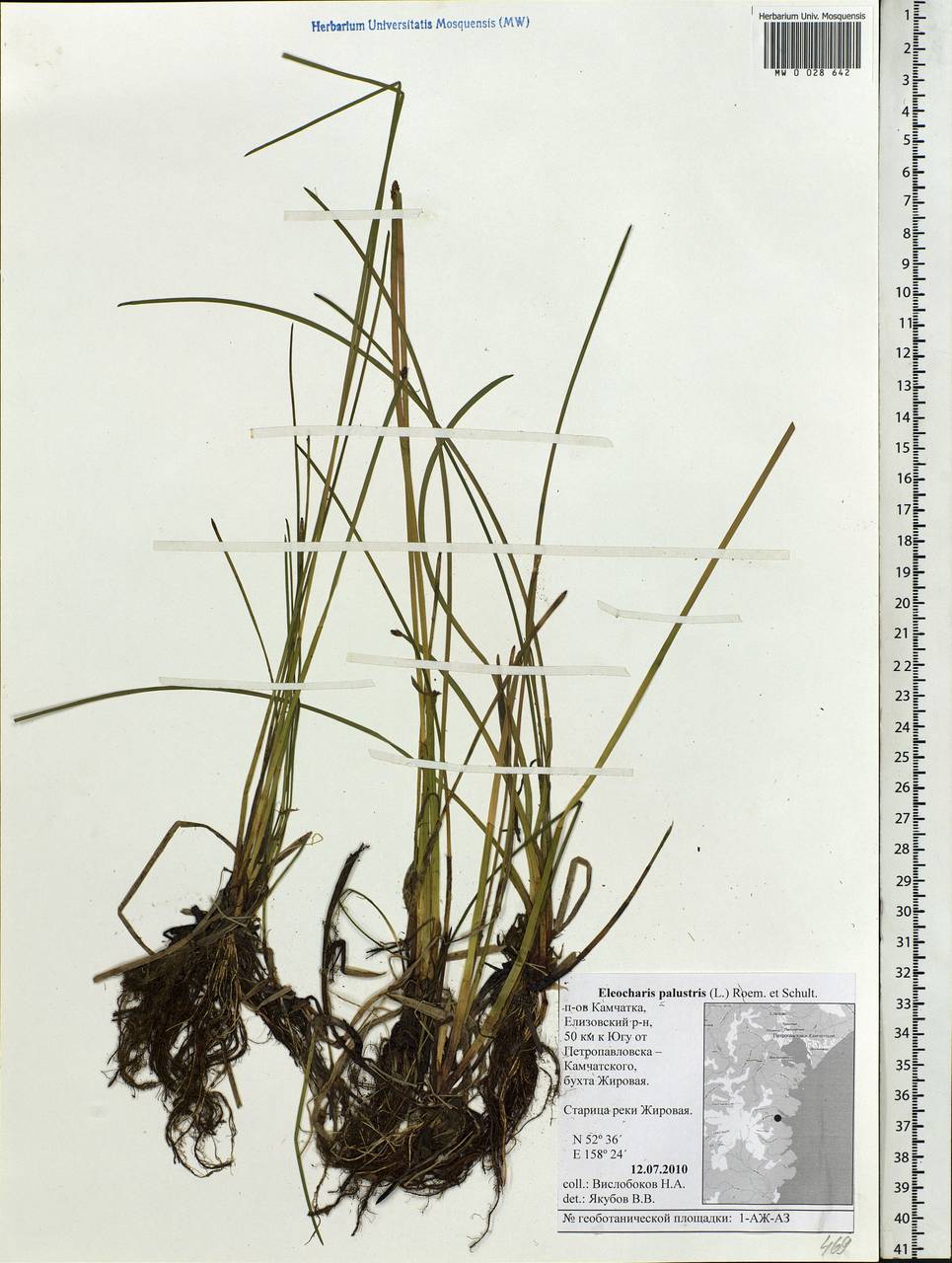 Eleocharis palustris (L.) Roem. & Schult., Siberia, Chukotka & Kamchatka (S7) (Russia)