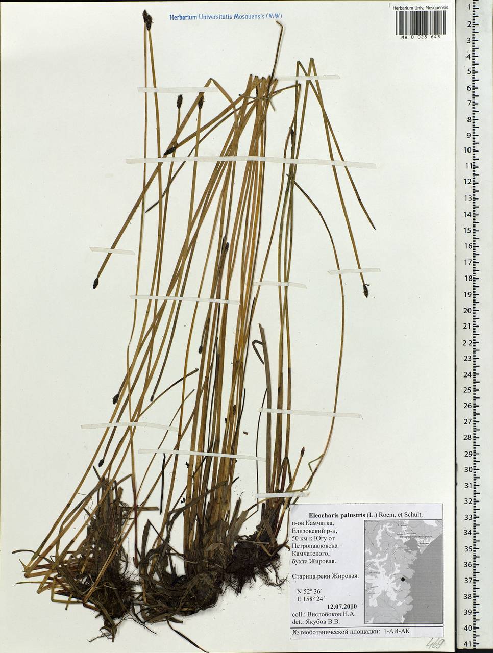 Eleocharis palustris (L.) Roem. & Schult., Siberia, Chukotka & Kamchatka (S7) (Russia)