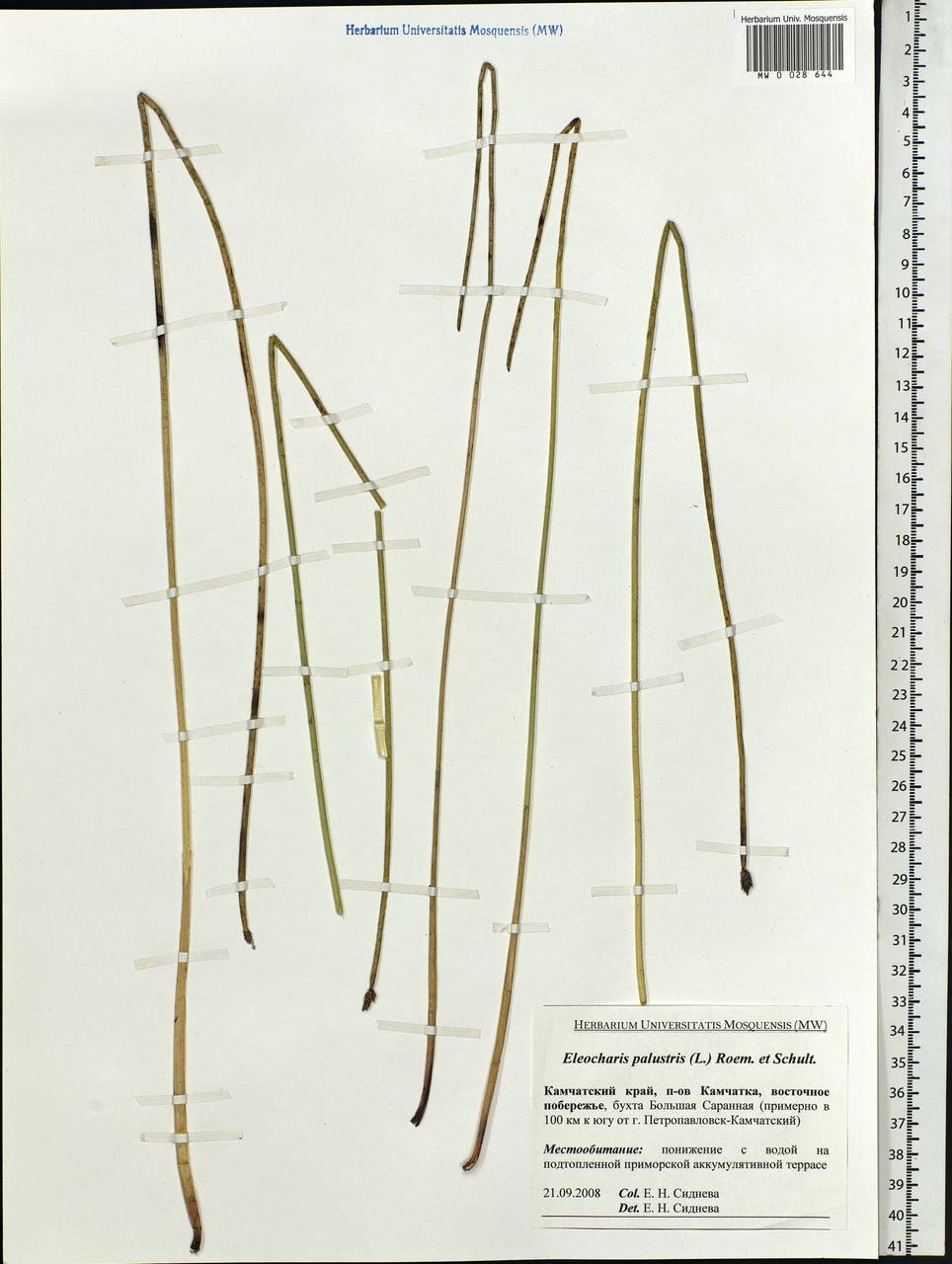 Eleocharis palustris (L.) Roem. & Schult., Siberia, Chukotka & Kamchatka (S7) (Russia)