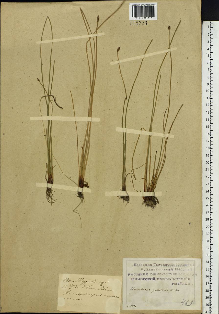 Eleocharis palustris (L.) Roem. & Schult., Siberia, Russian Far East (S6) (Russia)
