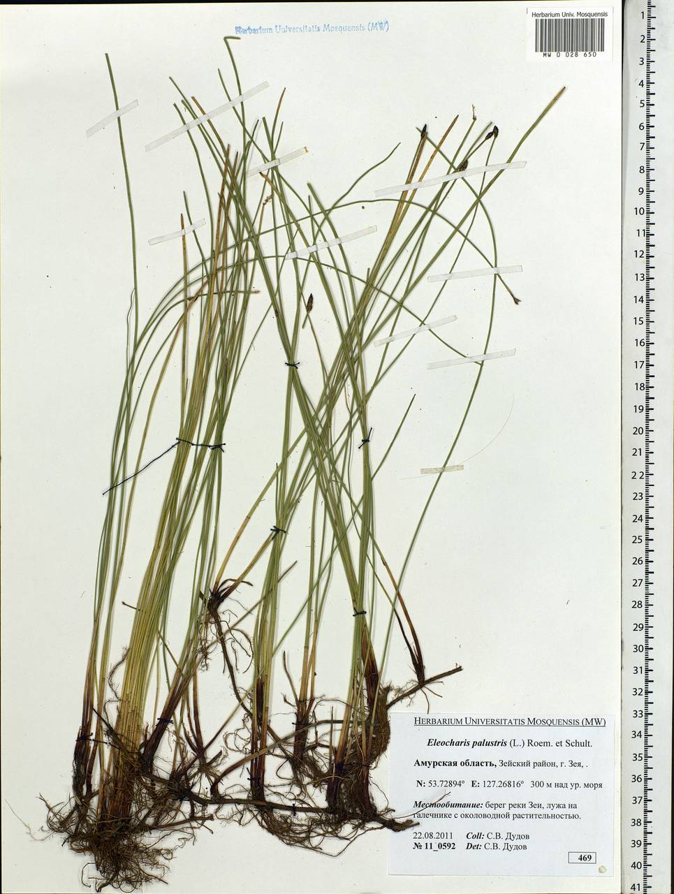 Eleocharis palustris (L.) Roem. & Schult., Siberia, Russian Far East (S6) (Russia)