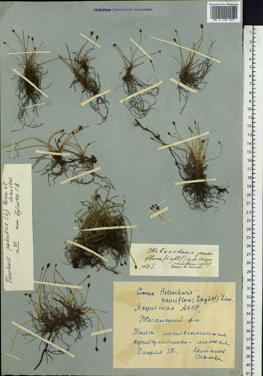 Eleocharis palustris (L.) Roem. & Schult., Siberia, Yakutia (S5) (Russia)