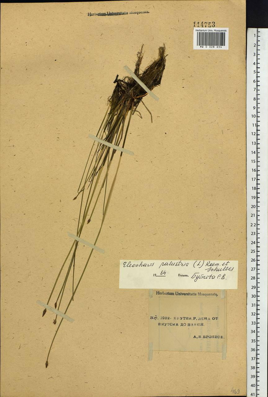 Eleocharis palustris (L.) Roem. & Schult., Siberia, Yakutia (S5) (Russia)