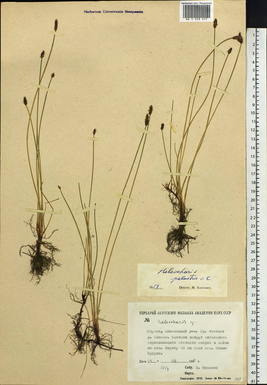 Eleocharis palustris (L.) Roem. & Schult., Siberia, Yakutia (S5) (Russia)