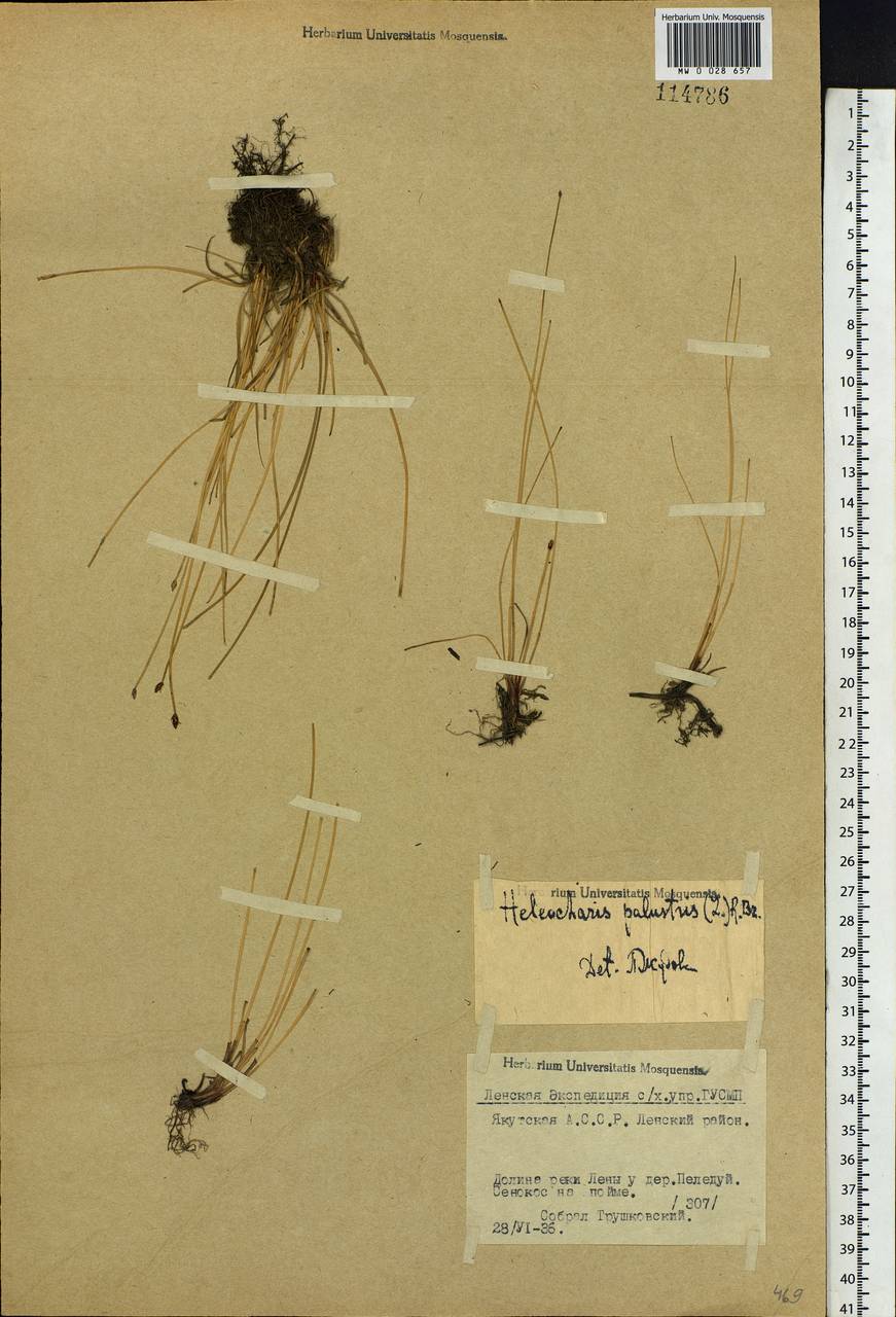 Eleocharis palustris (L.) Roem. & Schult., Siberia, Yakutia (S5) (Russia)