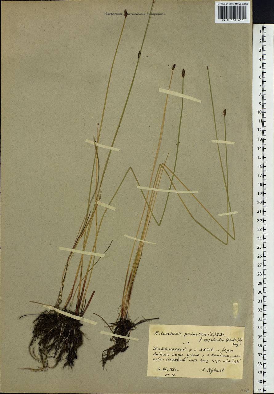 Eleocharis palustris (L.) Roem. & Schult., Siberia, Yakutia (S5) (Russia)