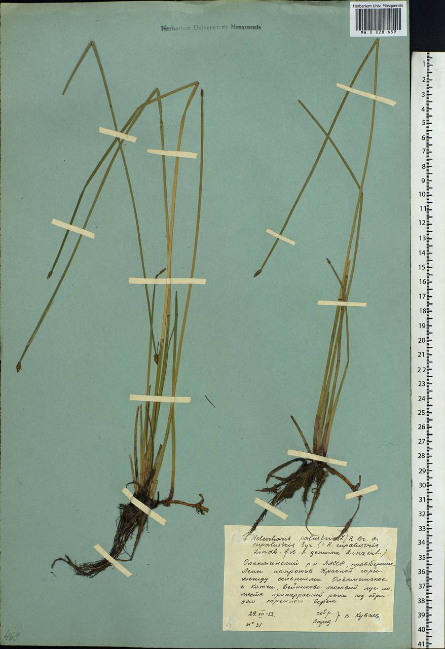 Eleocharis palustris (L.) Roem. & Schult., Siberia, Yakutia (S5) (Russia)