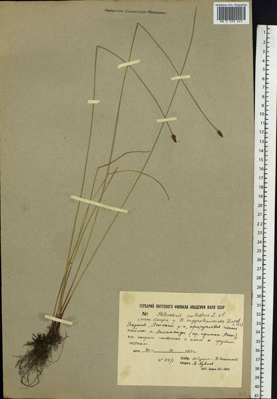Eleocharis palustris (L.) Roem. & Schult., Siberia, Yakutia (S5) (Russia)