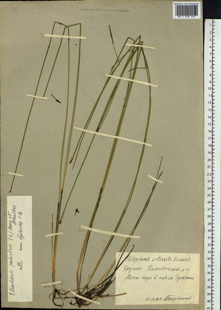 Eleocharis palustris (L.) Roem. & Schult., Siberia, Yakutia (S5) (Russia)