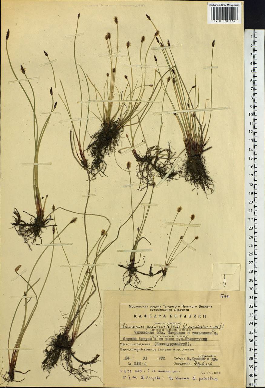 Eleocharis palustris (L.) Roem. & Schult., Siberia, Baikal & Transbaikal region (S4) (Russia)