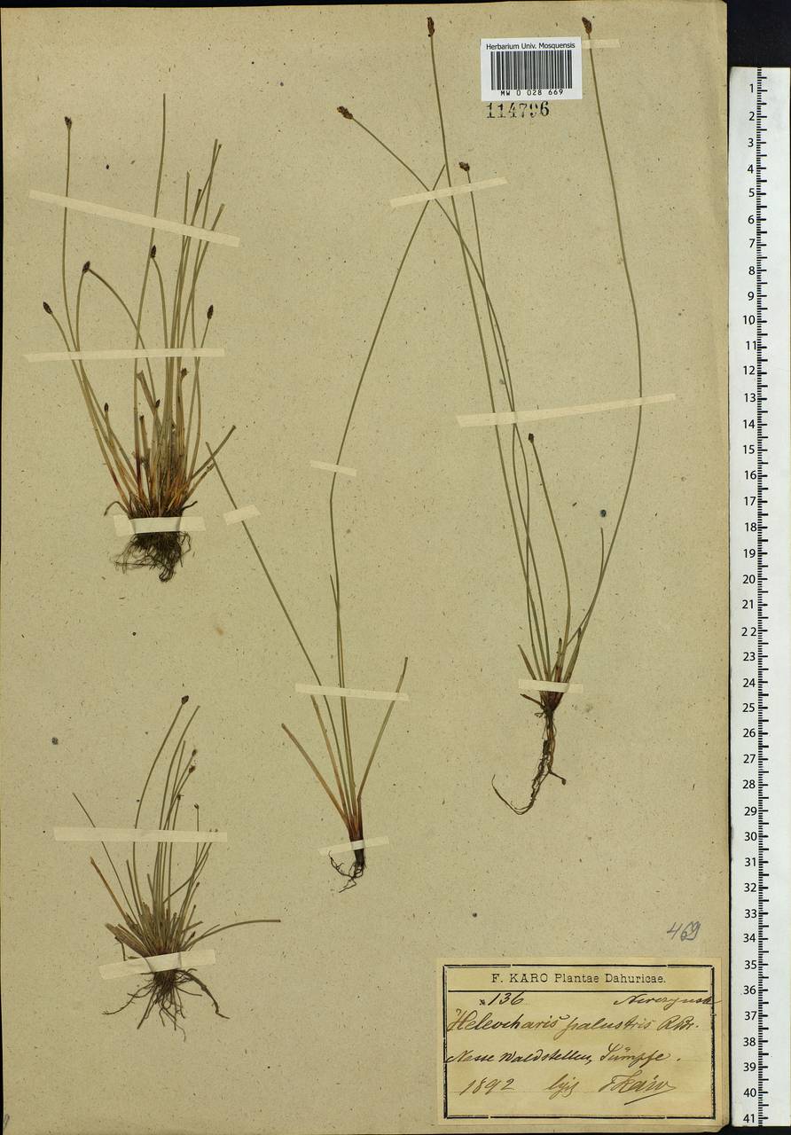 Eleocharis palustris (L.) Roem. & Schult., Siberia, Baikal & Transbaikal region (S4) (Russia)