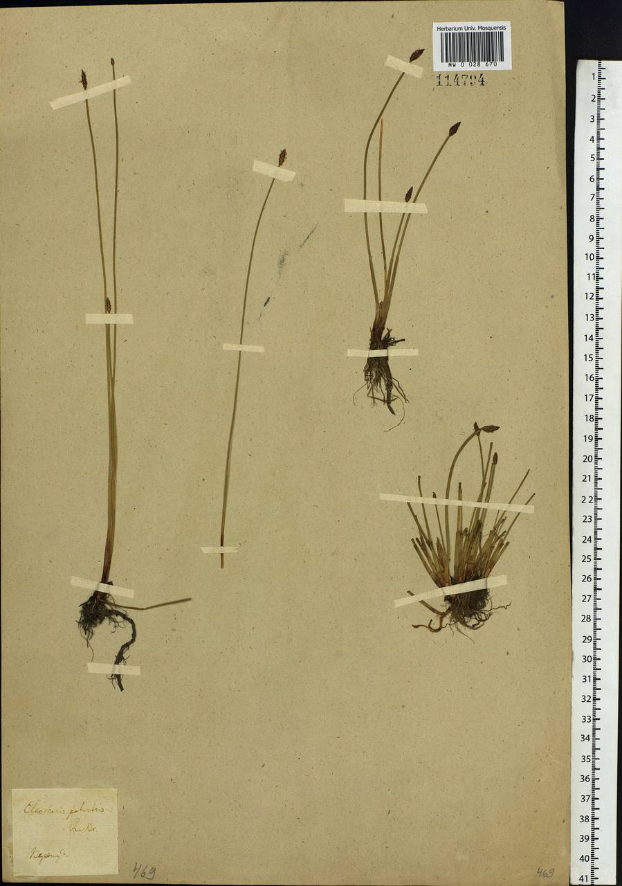 Eleocharis palustris (L.) Roem. & Schult., Siberia, Baikal & Transbaikal region (S4) (Russia)