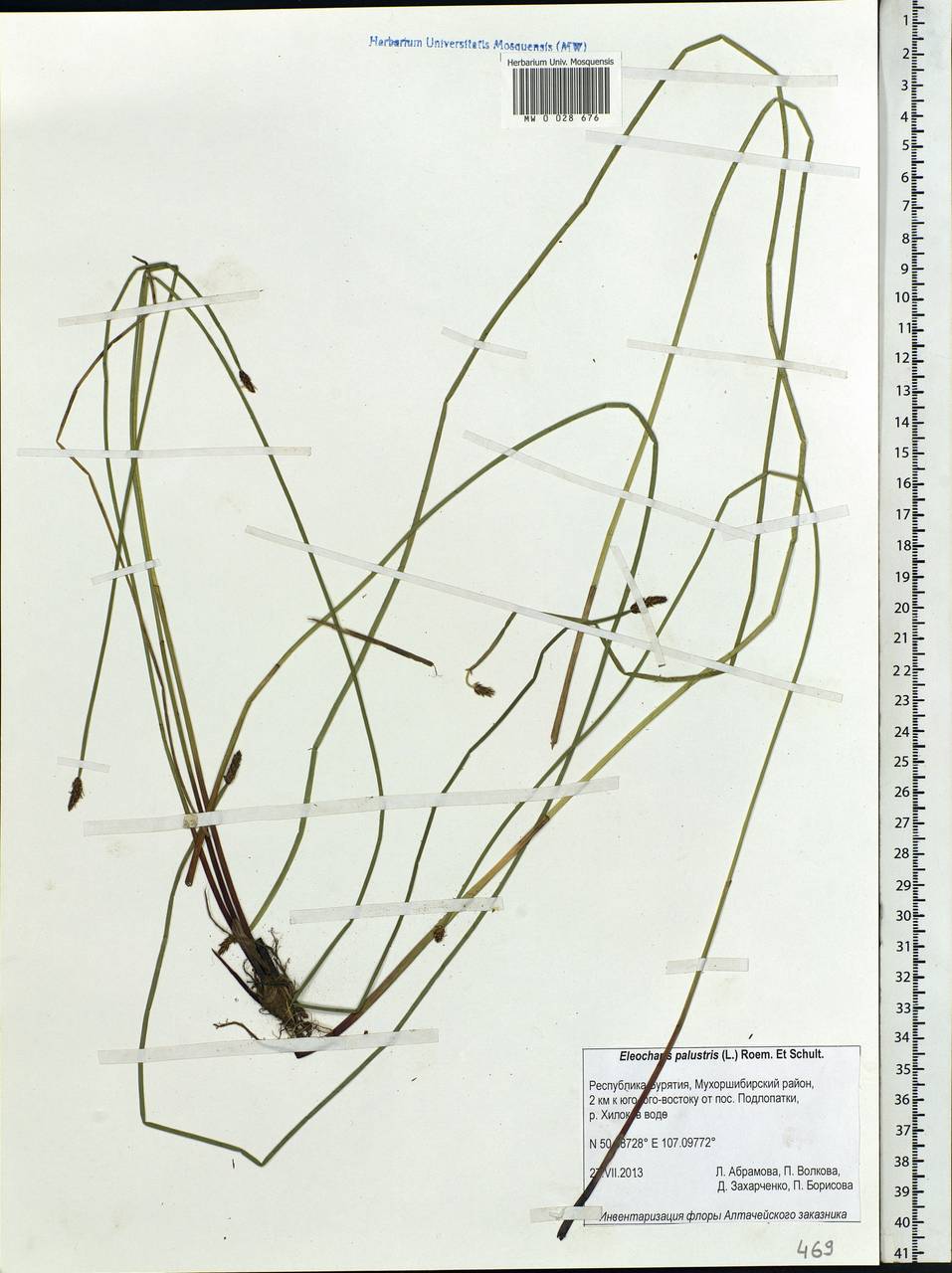 Eleocharis palustris (L.) Roem. & Schult., Siberia, Baikal & Transbaikal region (S4) (Russia)