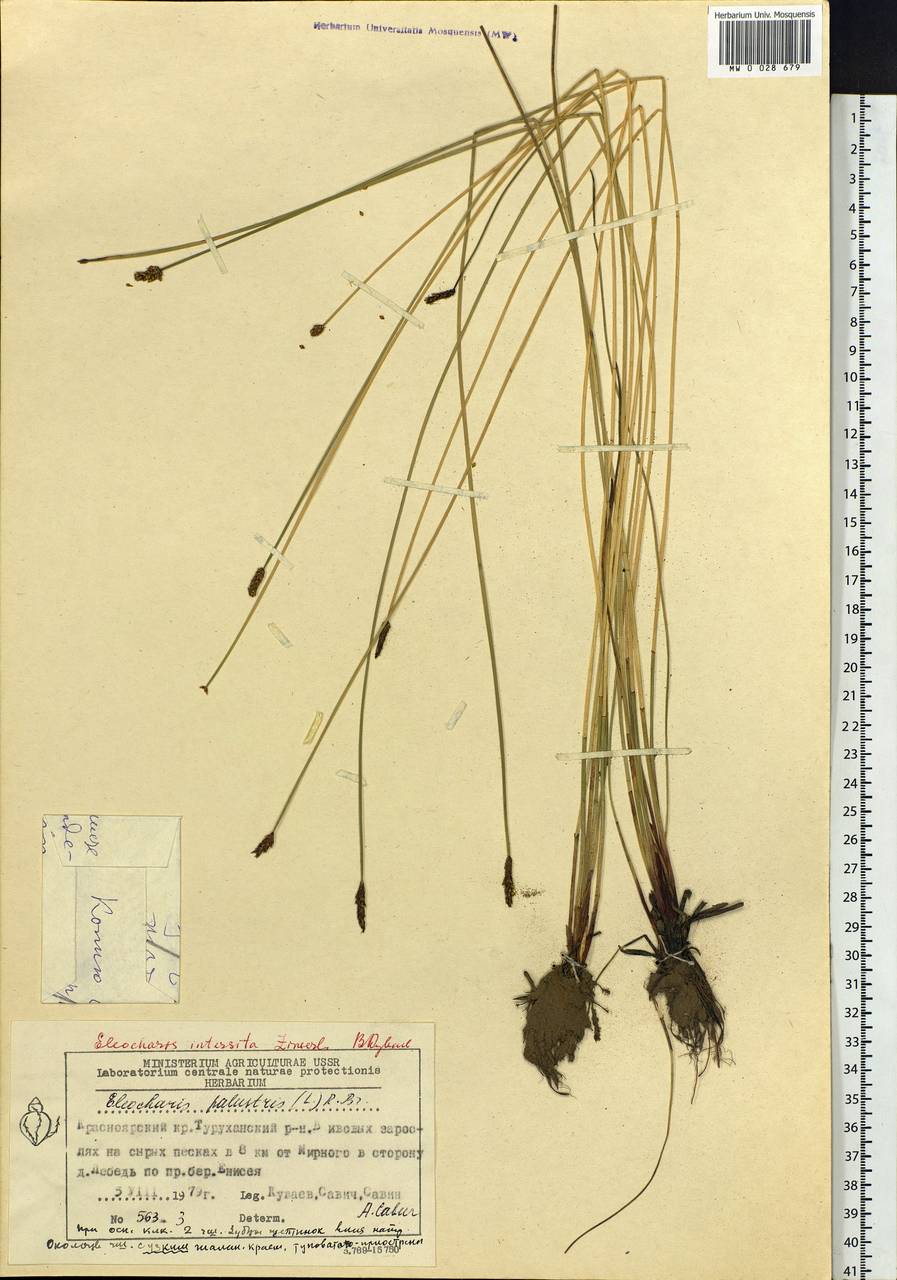 Eleocharis palustris (L.) Roem. & Schult., Siberia, Central Siberia (S3) (Russia)