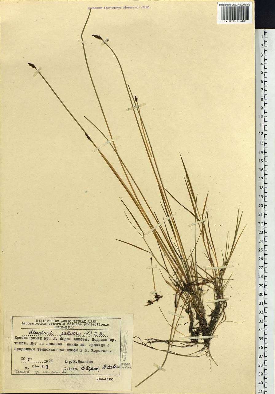 Eleocharis palustris (L.) Roem. & Schult., Siberia, Central Siberia (S3) (Russia)