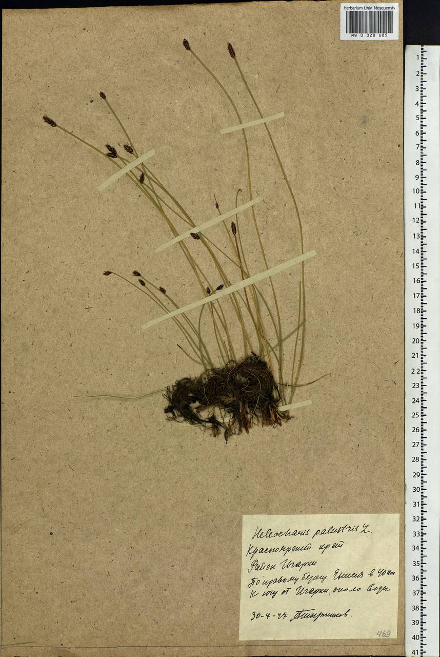 Eleocharis palustris (L.) Roem. & Schult., Siberia, Central Siberia (S3) (Russia)