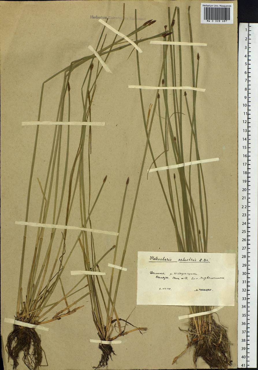 Eleocharis palustris (L.) Roem. & Schult., Siberia, Baikal & Transbaikal region (S4) (Russia)