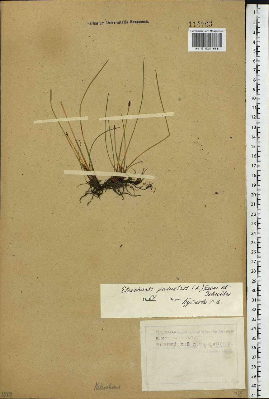 Eleocharis palustris (L.) Roem. & Schult., Siberia, Central Siberia (S3) (Russia)