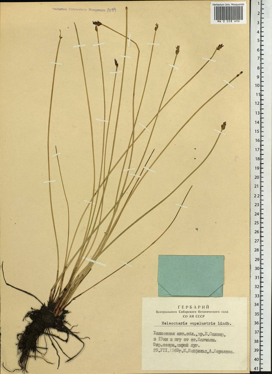 Eleocharis palustris (L.) Roem. & Schult., Siberia, Altai & Sayany Mountains (S2) (Russia)