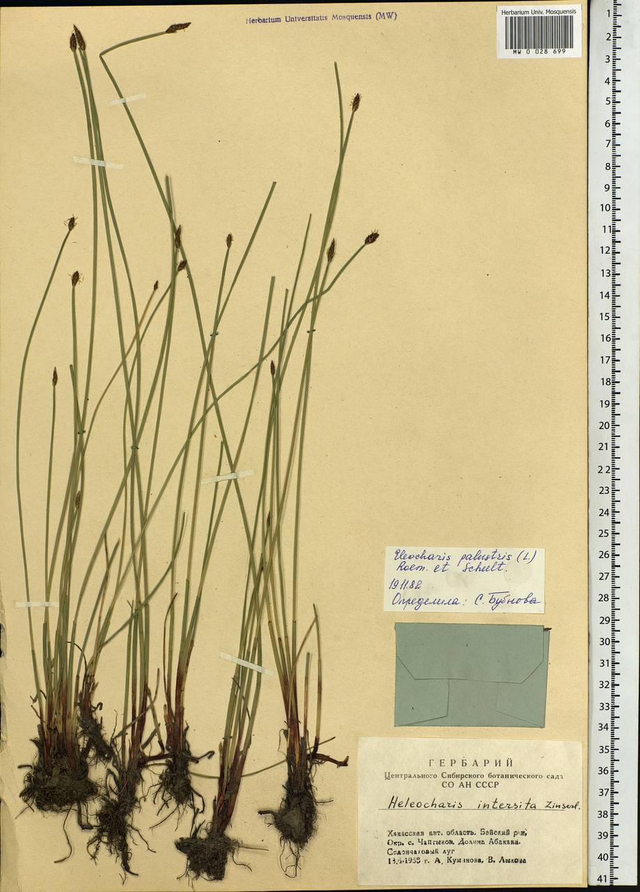 Eleocharis palustris (L.) Roem. & Schult., Siberia, Altai & Sayany Mountains (S2) (Russia)