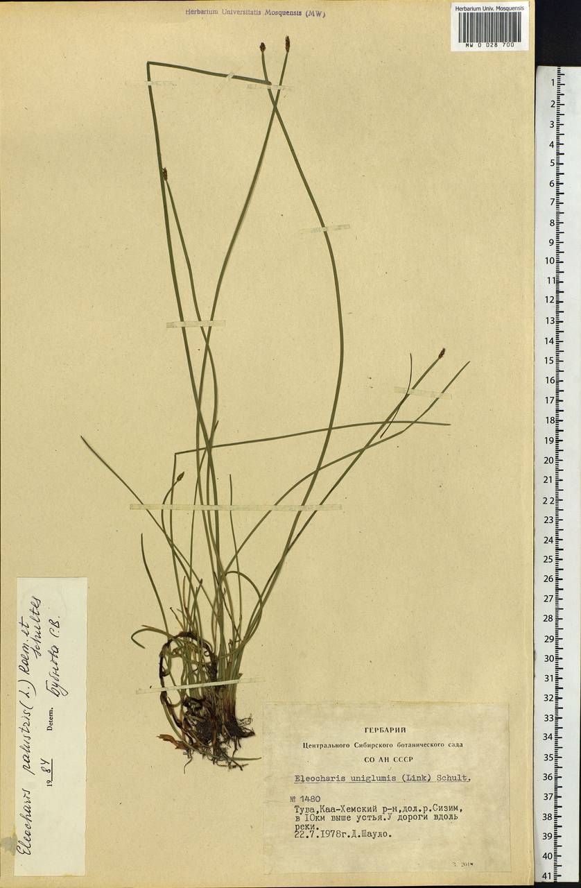 Eleocharis palustris (L.) Roem. & Schult., Siberia, Altai & Sayany Mountains (S2) (Russia)
