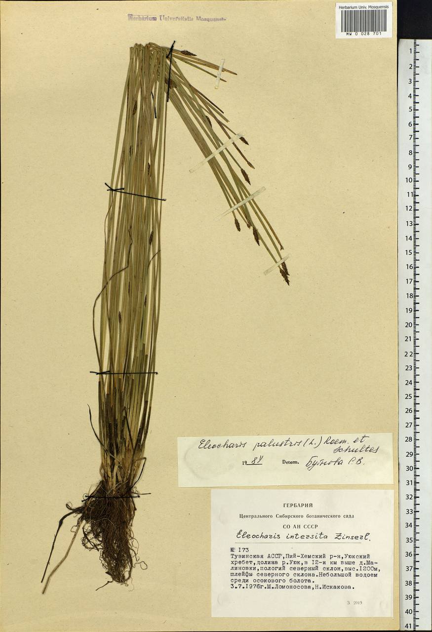 Eleocharis palustris (L.) Roem. & Schult., Siberia, Altai & Sayany Mountains (S2) (Russia)