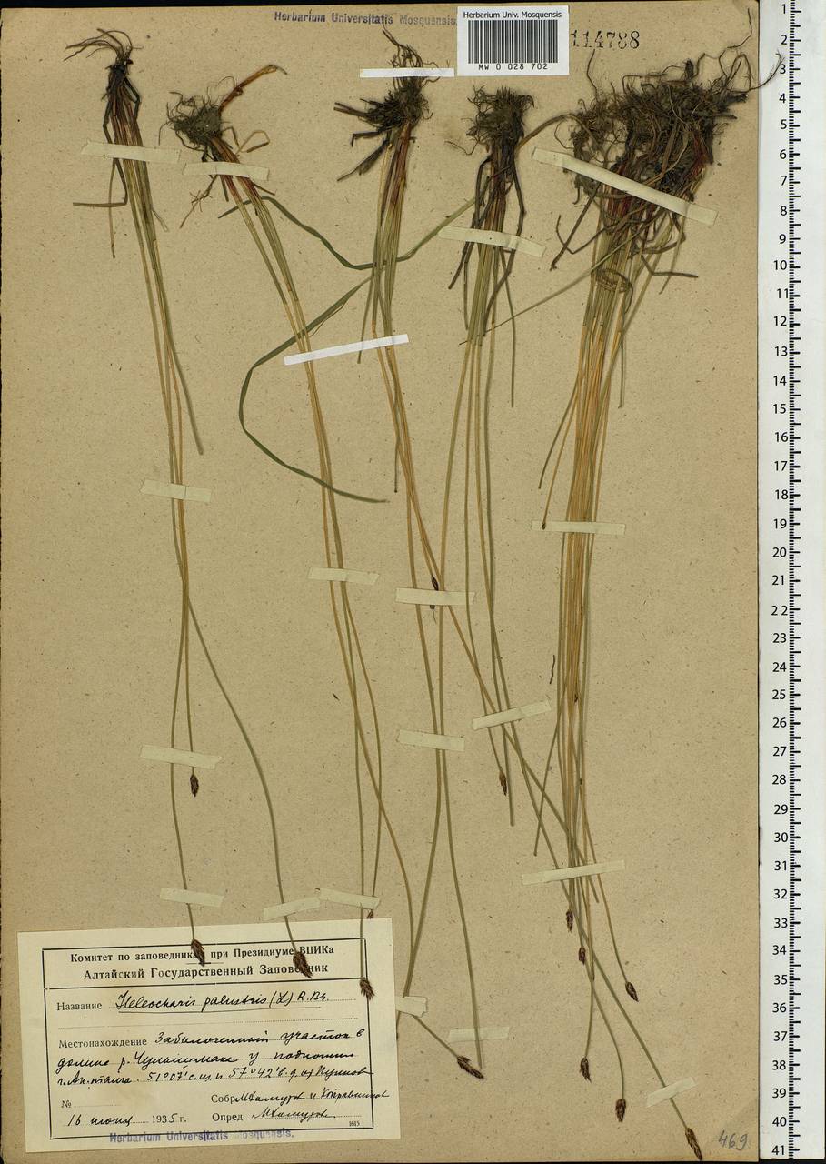 Eleocharis palustris (L.) Roem. & Schult., Siberia, Altai & Sayany Mountains (S2) (Russia)