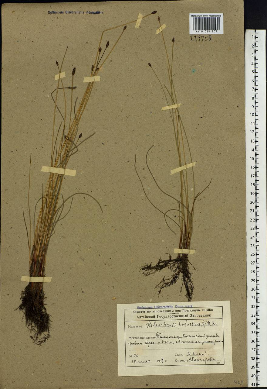 Eleocharis palustris (L.) Roem. & Schult., Siberia, Altai & Sayany Mountains (S2) (Russia)
