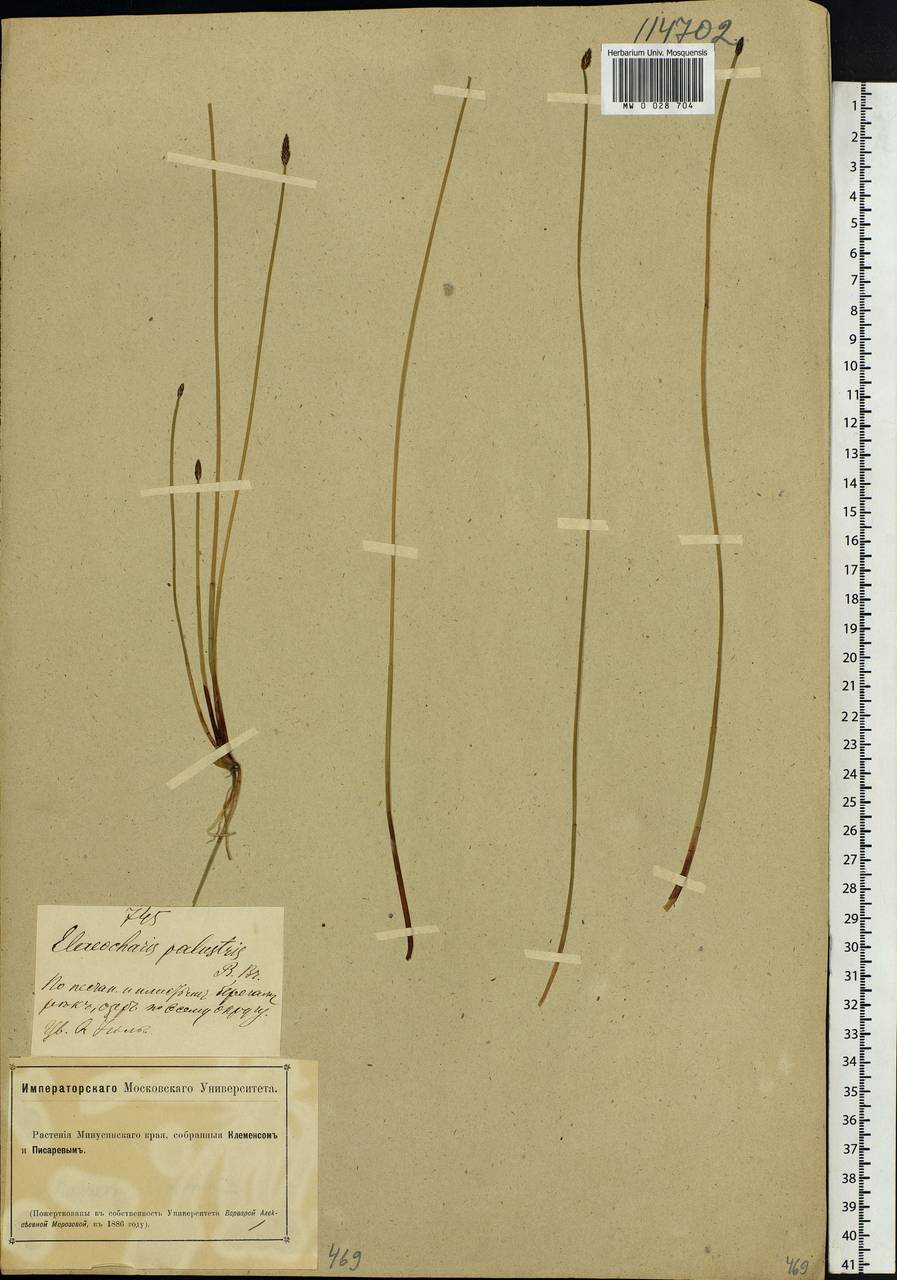 Eleocharis palustris (L.) Roem. & Schult., Siberia, Altai & Sayany Mountains (S2) (Russia)