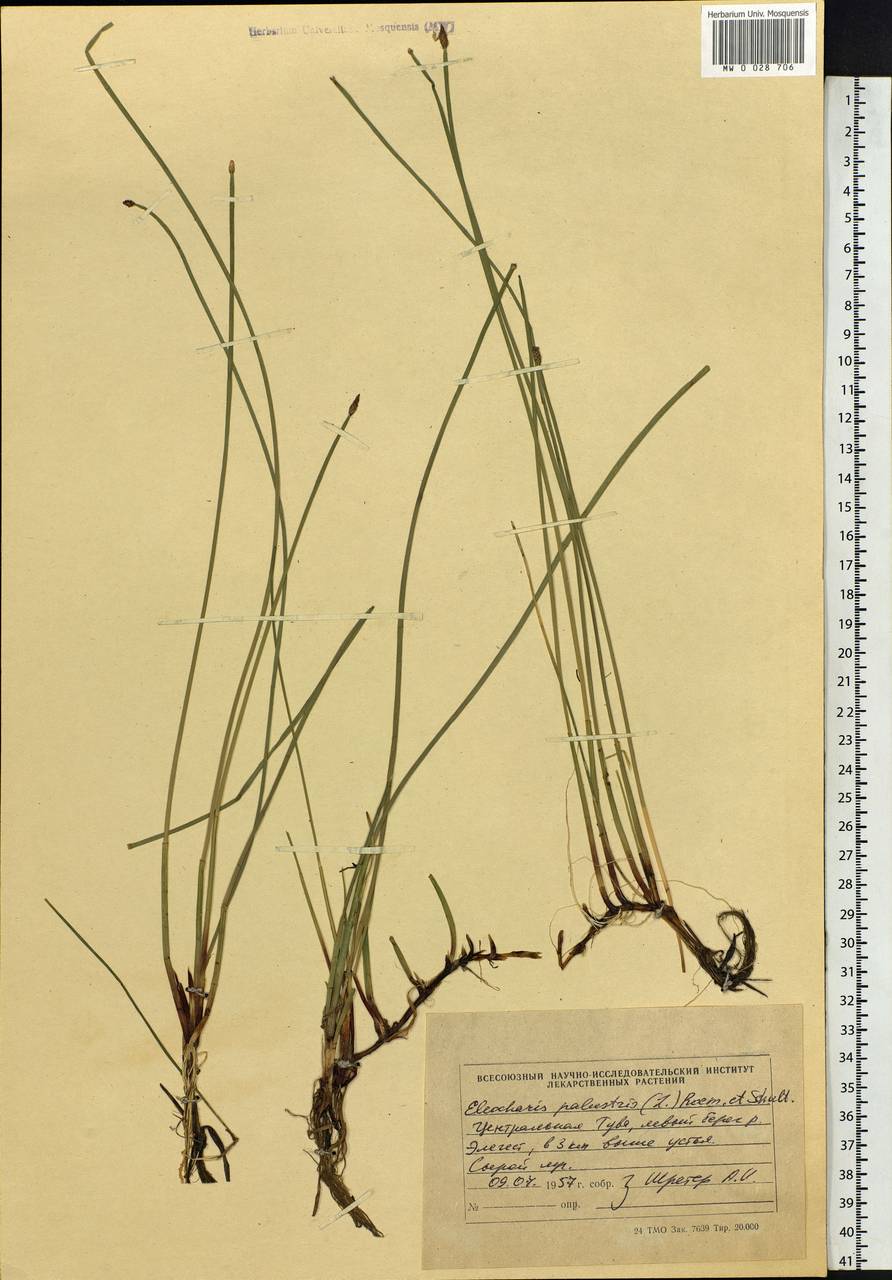 Eleocharis palustris (L.) Roem. & Schult., Siberia, Altai & Sayany Mountains (S2) (Russia)