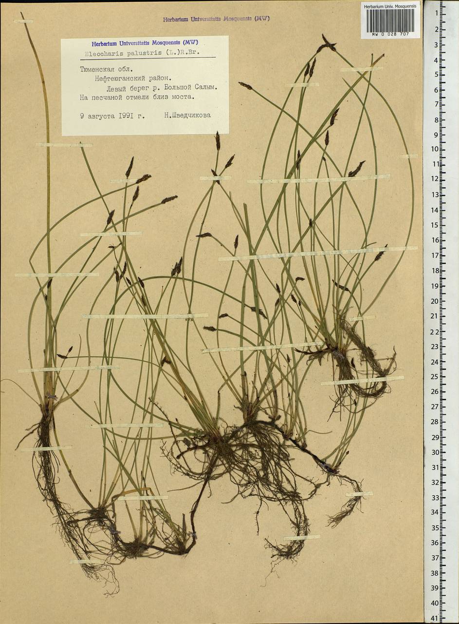 Eleocharis palustris (L.) Roem. & Schult., Siberia, Western Siberia (S1) (Russia)