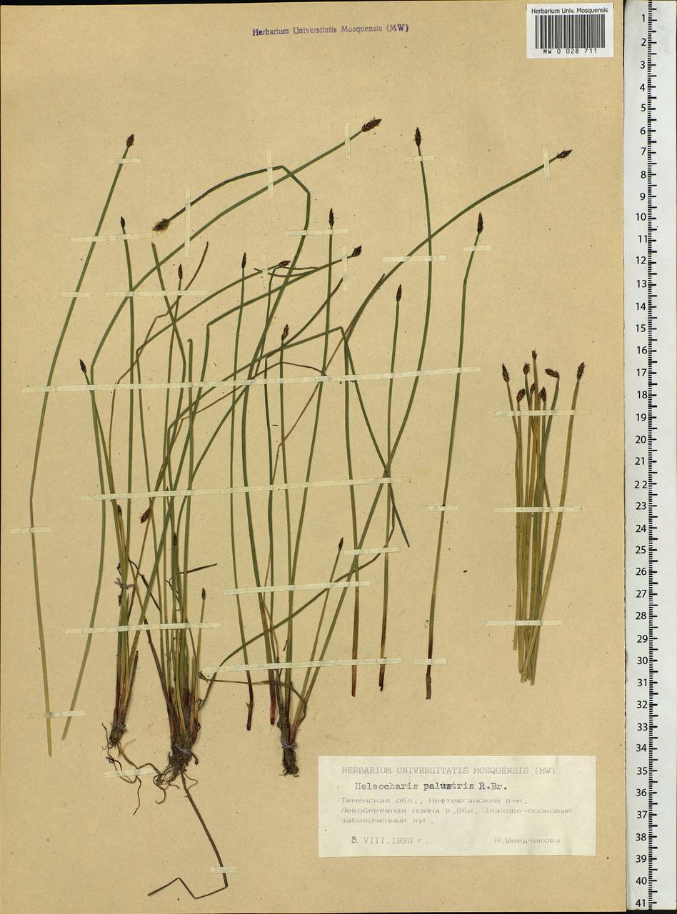 Eleocharis palustris (L.) Roem. & Schult., Siberia, Western Siberia (S1) (Russia)