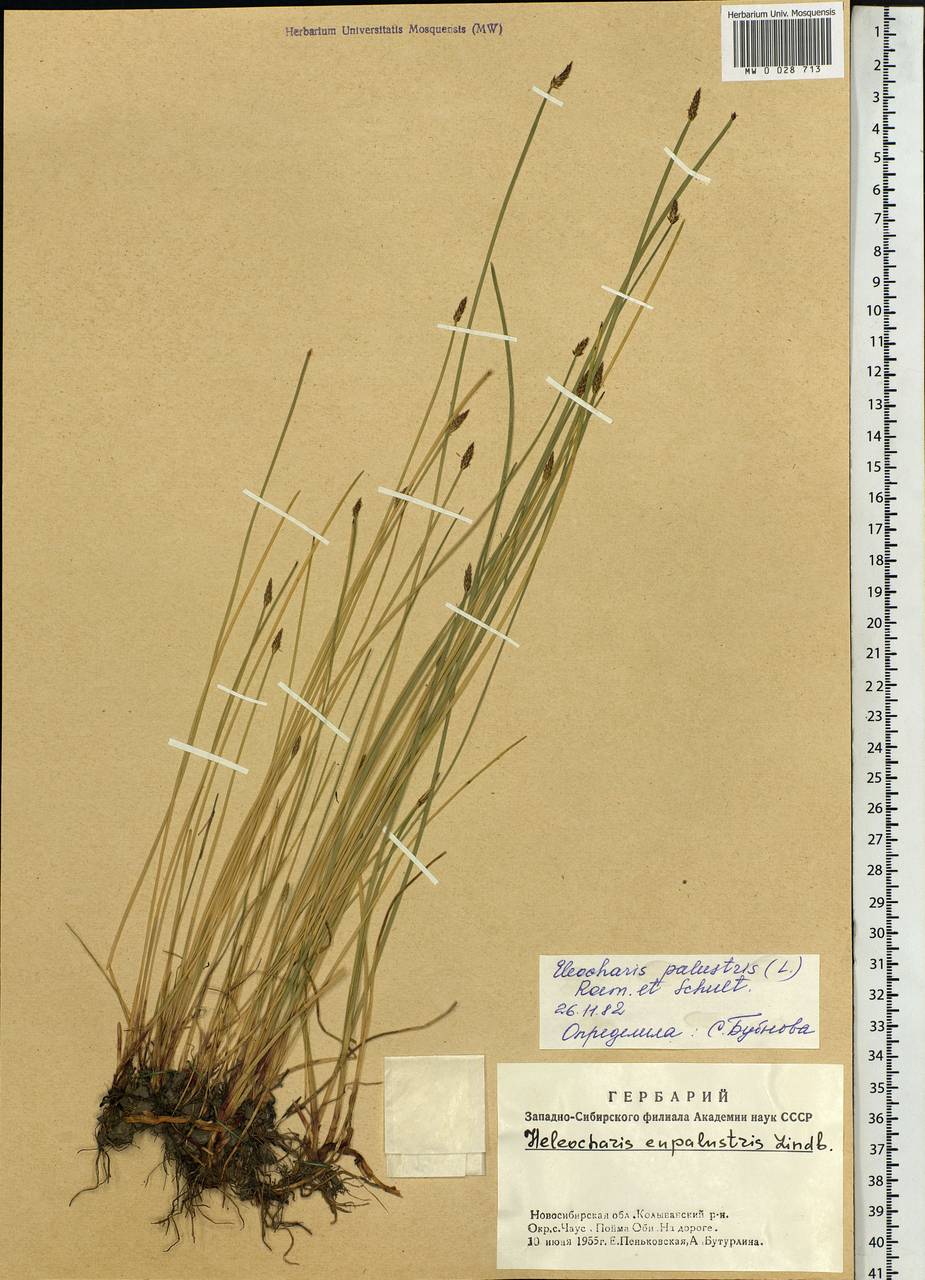 Eleocharis palustris (L.) Roem. & Schult., Siberia, Western Siberia (S1) (Russia)