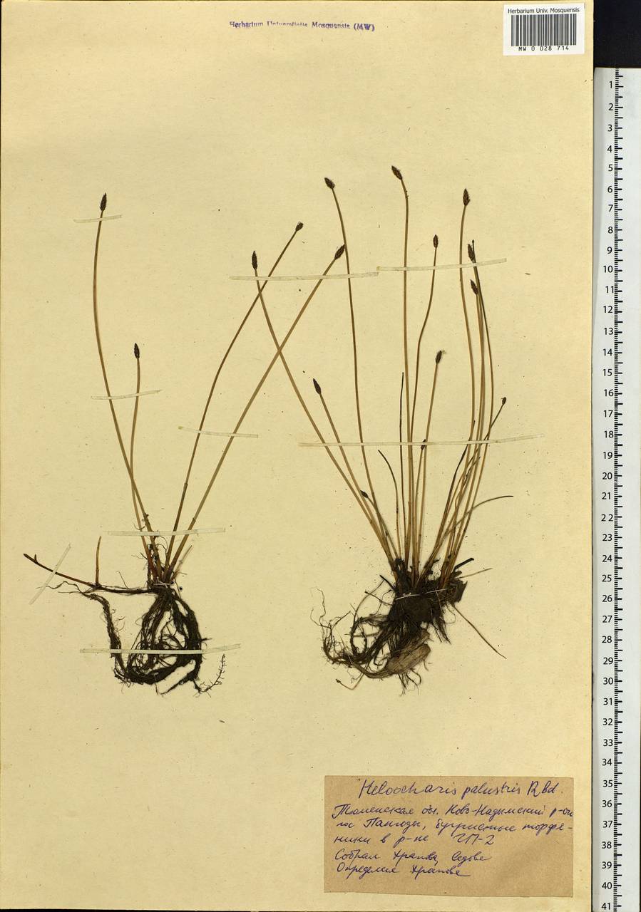 Eleocharis palustris (L.) Roem. & Schult., Siberia, Western Siberia (S1) (Russia)