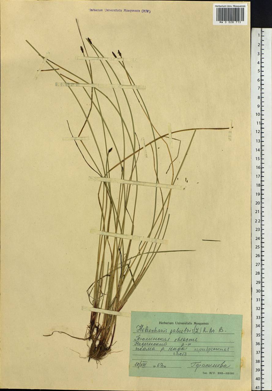 Eleocharis palustris (L.) Roem. & Schult., Siberia, Western Siberia (S1) (Russia)