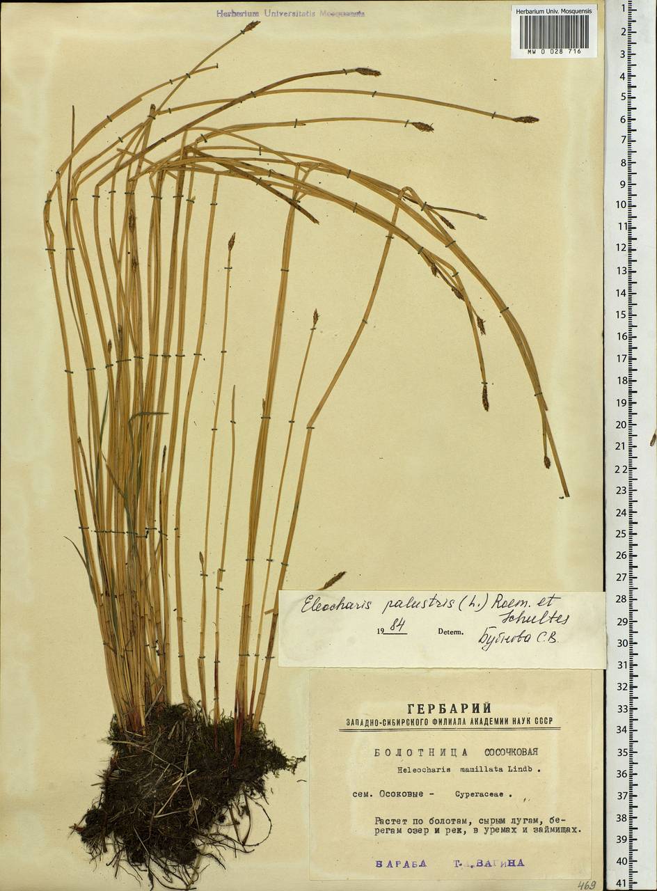 Eleocharis palustris (L.) Roem. & Schult., Siberia, Western Siberia (S1) (Russia)